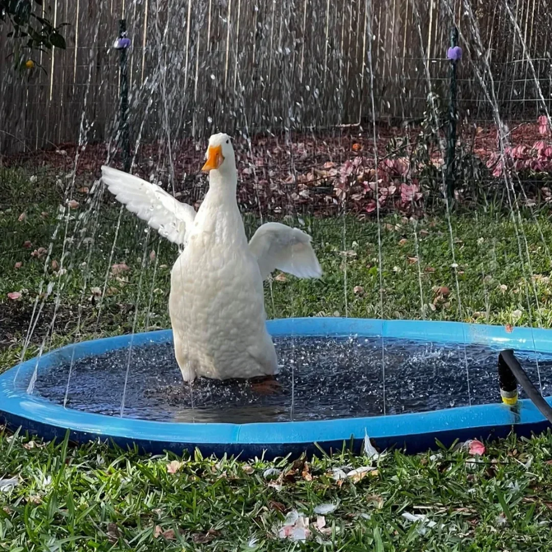 Summer Splash Pet Play Mat™